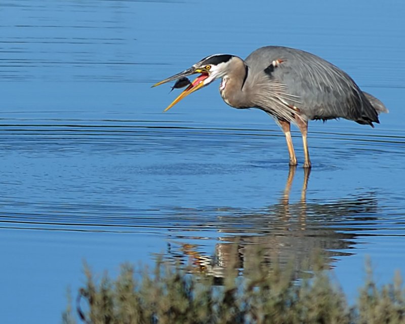 Flipping Fish - Michael E RosenCAPA Fall 2011Nature