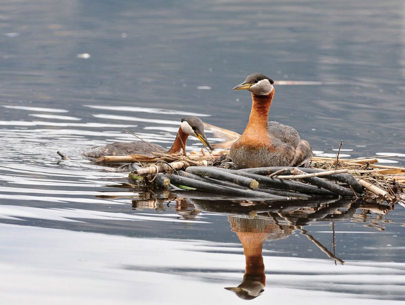 Grebes - Cim MacDonaldCAPA Fall 2011Nature