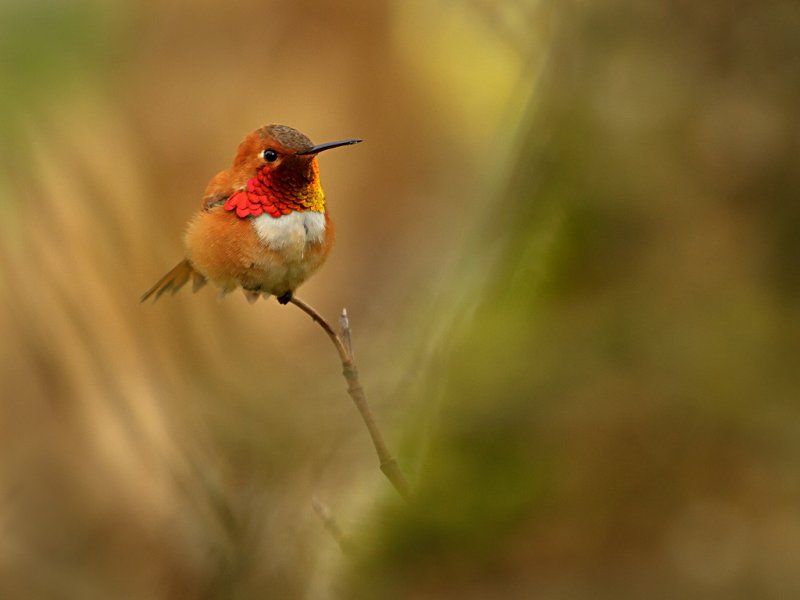 Rufous Hummingbird - Sandy StewartCAPA Fall 2011Nature