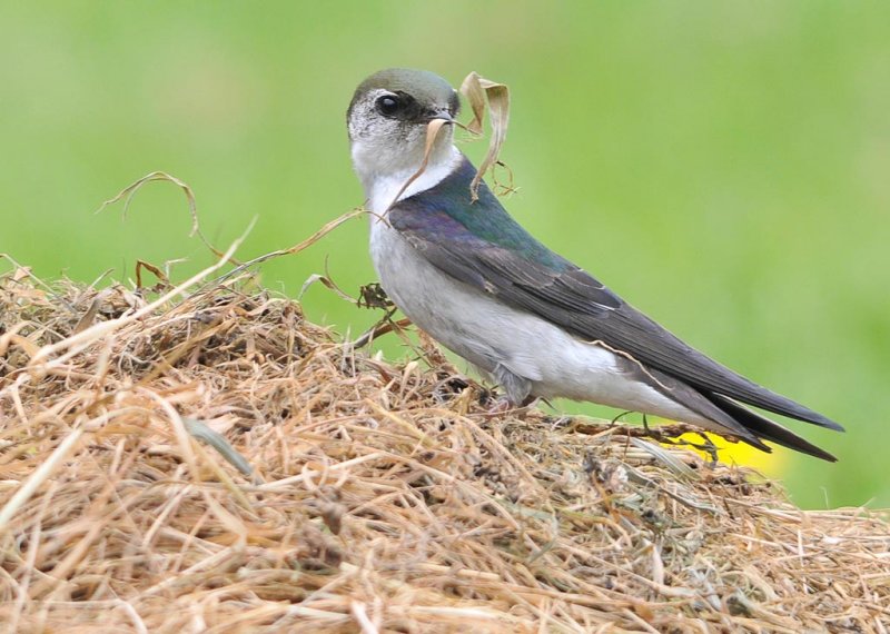 Violet Green Swallow - Gail RobertsonCAPA Fall 2011Nature