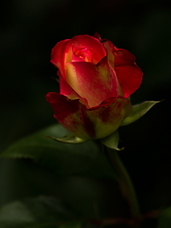 Rose - Sandy StewartCAPA Fall 2011Open