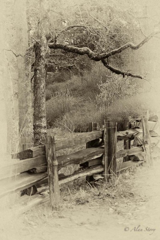 Cedar Fence.jpg
