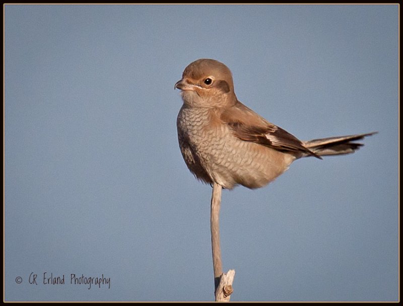 Immature Northern Shrike