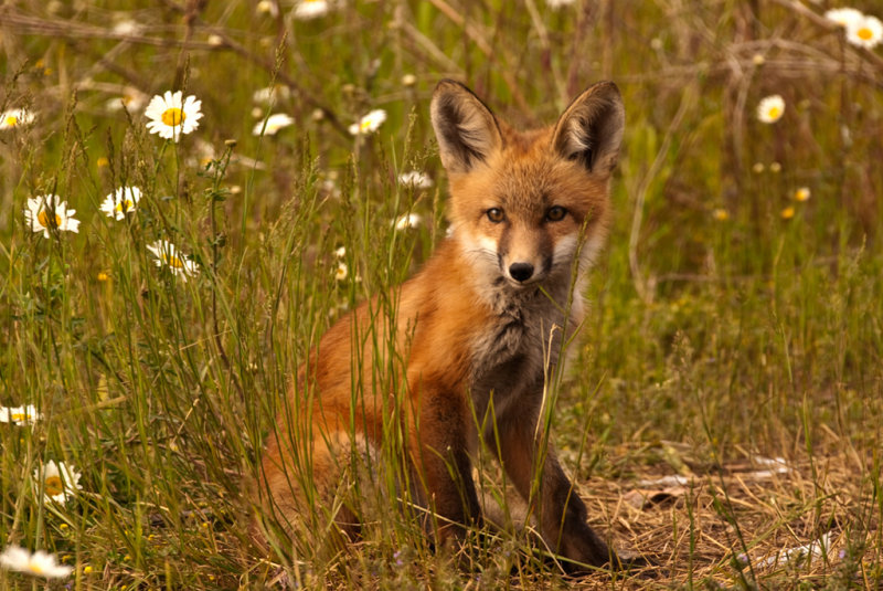 Fox Kit - Chris Sadler <br>Celebration of Nature 2011<br> Mammals: 17 points