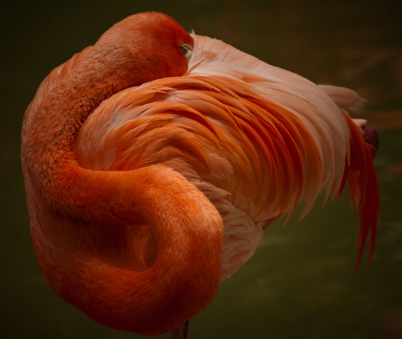 Flamingo - Rick Ruppenthal Celebration of Nature 2011Birds