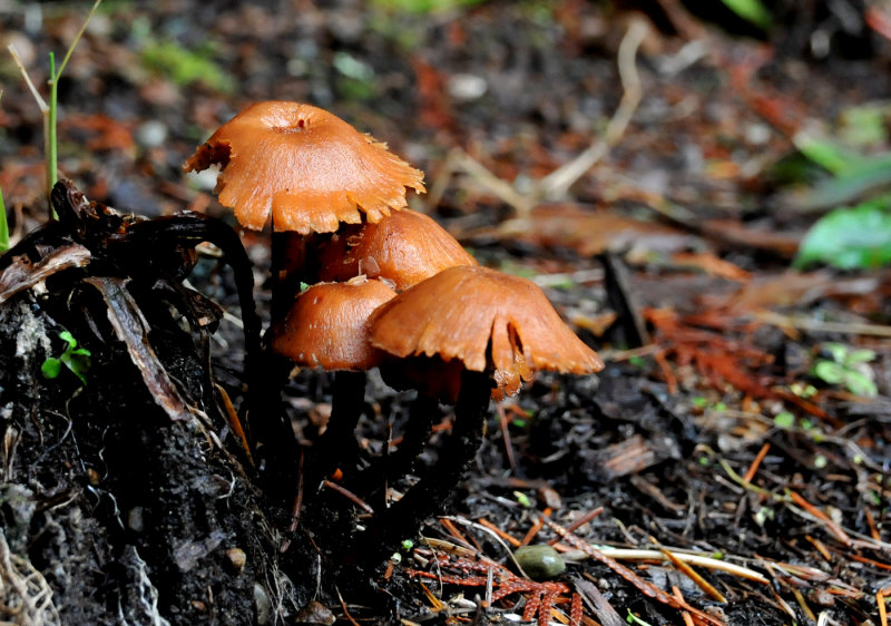 Winter Mushroom - Ed WiebeNorth Shore Photographic Challenge 2012Open