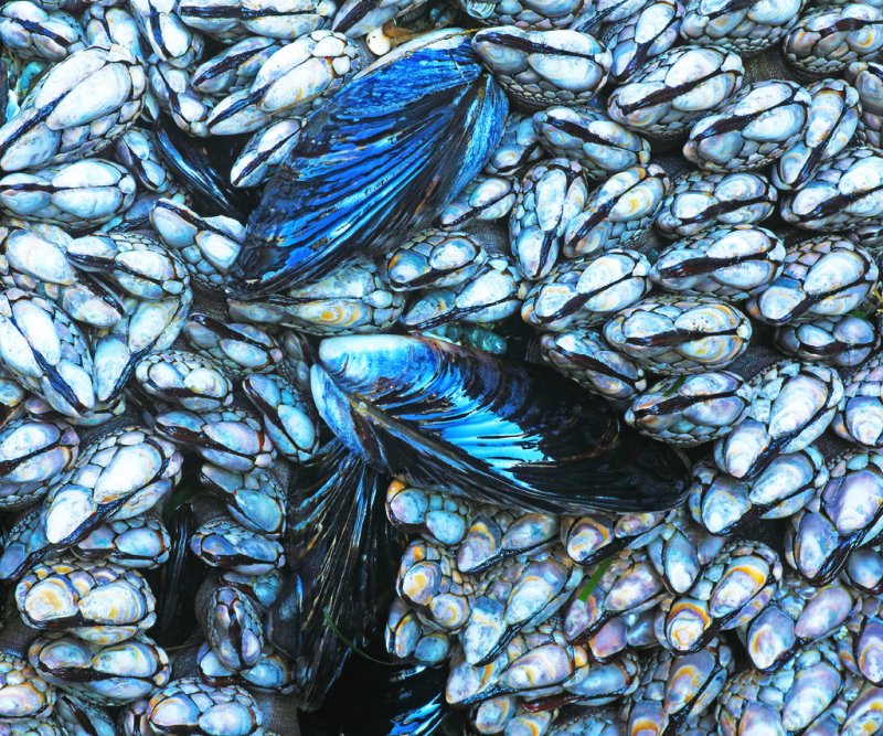 Blue Mussels - Don BrownCAPA Spring 2012Nature