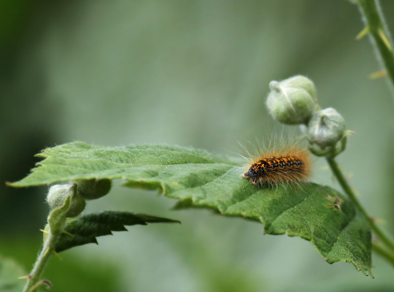 Caterpillar On A Leaf  - Racine Erland<br>CAPA Spring 2012<br>Nature