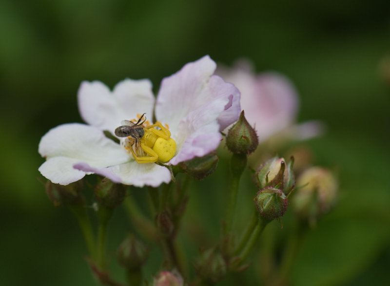 Goldenrod Spider - Cim MacDonaldCAPA Spring 2012Nature