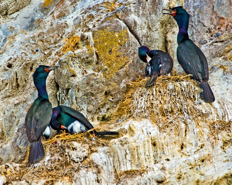 Pelagic Cormorants - Rachel PenneyCAPA Spring 2012Nature