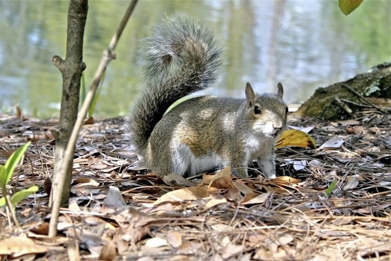 Squirrel - Wendy CareyCAPA Spring 2012Nature