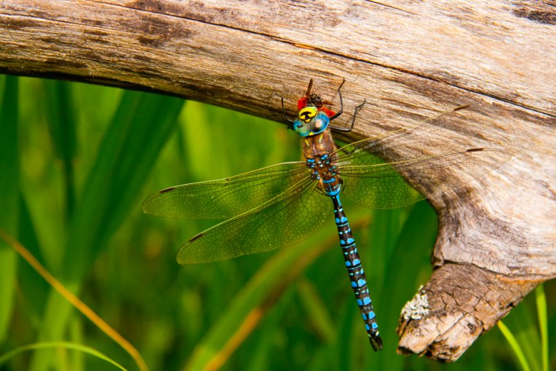 Male Paddle Tailed Darner - Kerry DavisCAPA Spring 2012Nature: 18 points tied