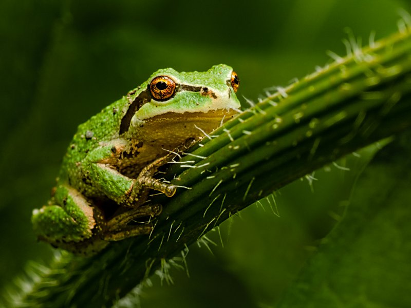 Pacific Treefrog - Sandy Stewart<br>CAPA Spring 2012<br>Nature: 21 points tied