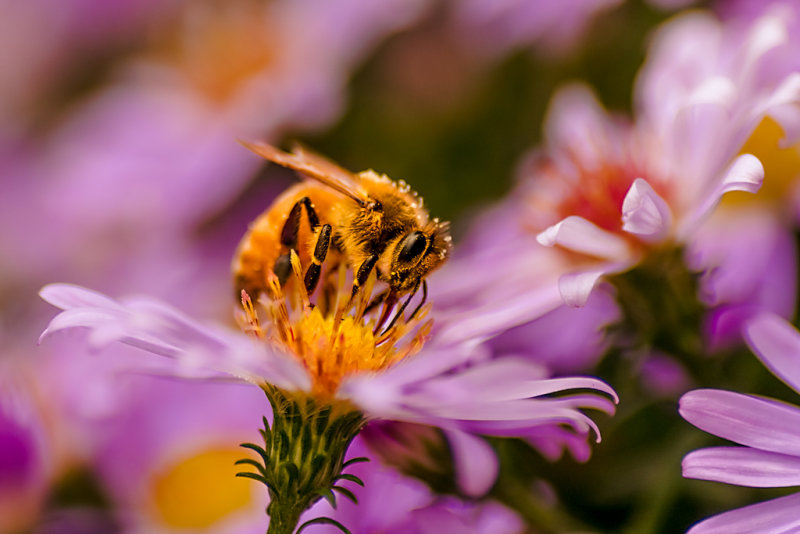Honey Bee - Sandy StewartCAPA Spring 2012Open