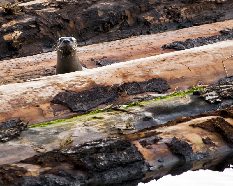 Otters Log Home - Rachel PenneyCAPA Spring 2012Open