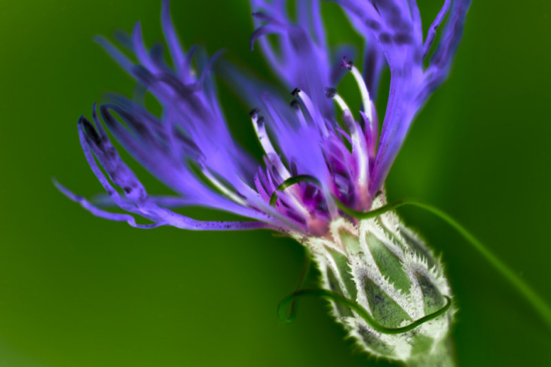 The Colour Purple - Cim MacDonaldCAPA Spring 2012Open