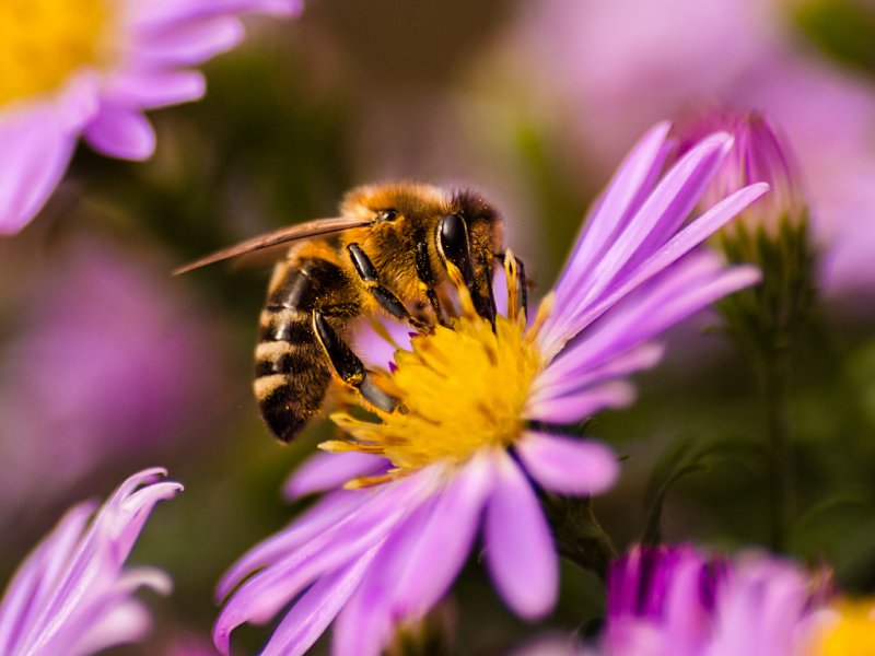 The Pollinator - Sandy Stewart<br>CAPA Spring 2012 <br>Open: 23 points