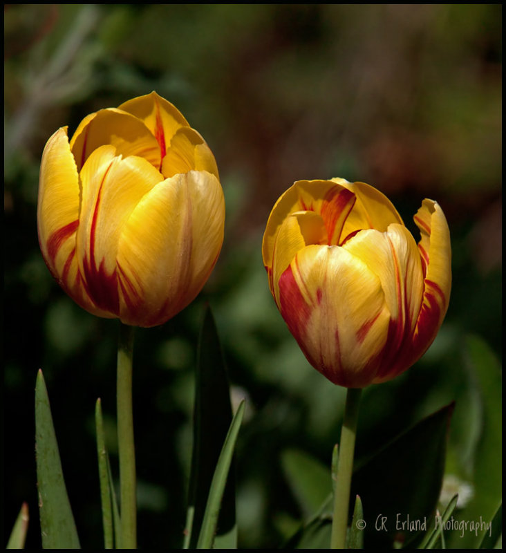 Varigated Tulips