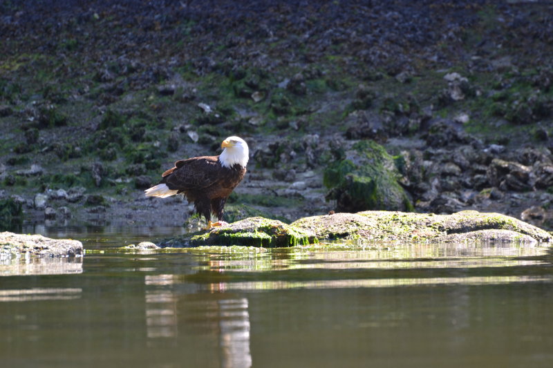 Eagle guarding salmon