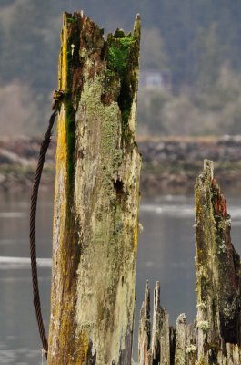 Cowichan Bay Estuary 4 - KR