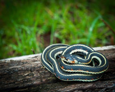 Garter Snake.jpg