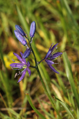 * Cowichan Garry Oak Preserve: May 7, 2011