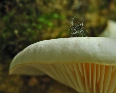 g4/54/364954/3/135546650.LtCWmxAM.jpg