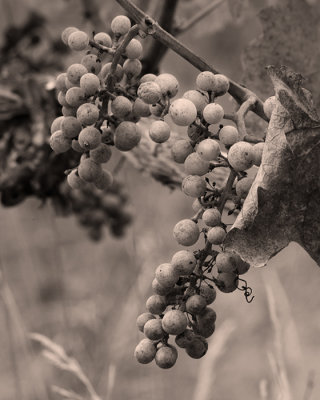 g4/54/364954/3/138530381.SY0stsFP.jpg