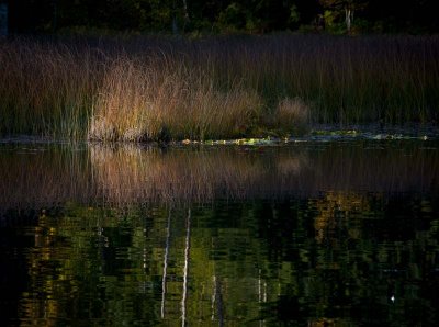 grasses and lily pads.jpg