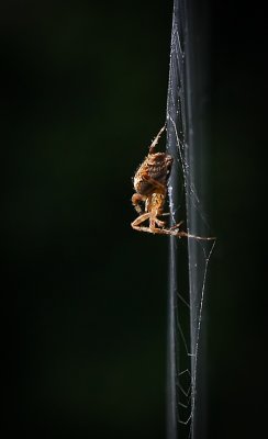 g4/54/364954/3/139936244.uSzP2y2j.jpg