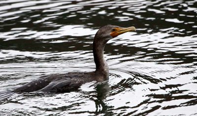 Double-crested Cormorant