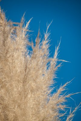 Pampas Grass