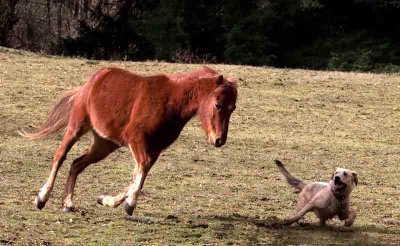 Horsing around