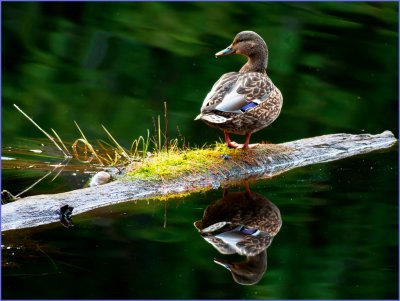 Mallard Hen - IanFaulks<br>CAPA Spring 2012<br>Nature: 23 points