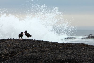 Wave Catchers?