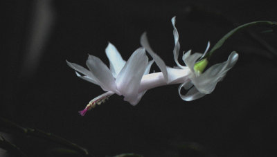 Christmas Cactus flower in May