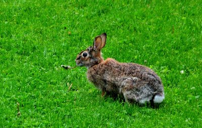 Eco-friendly Weed Whacker