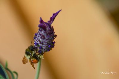 g4/54/364954/3/143665313.1e0Ag4SZ.jpg