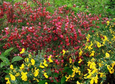 The Ying and the Yang of Scotch Broom