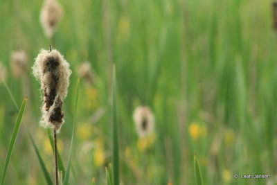 Half and half cattail