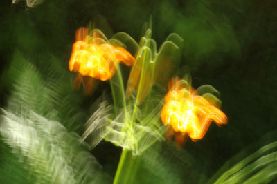 Panning tiger lilies