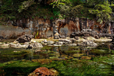 Botanical Tide Pools