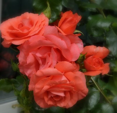 Roses at the Careys