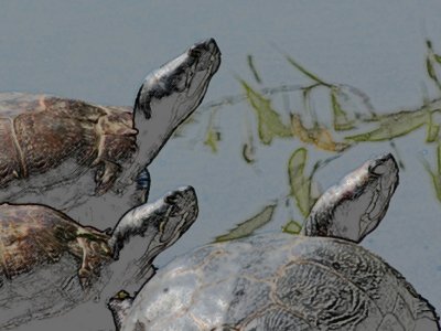 * North Island Wildlife Rescue Centre - Errington: August 12, 2012