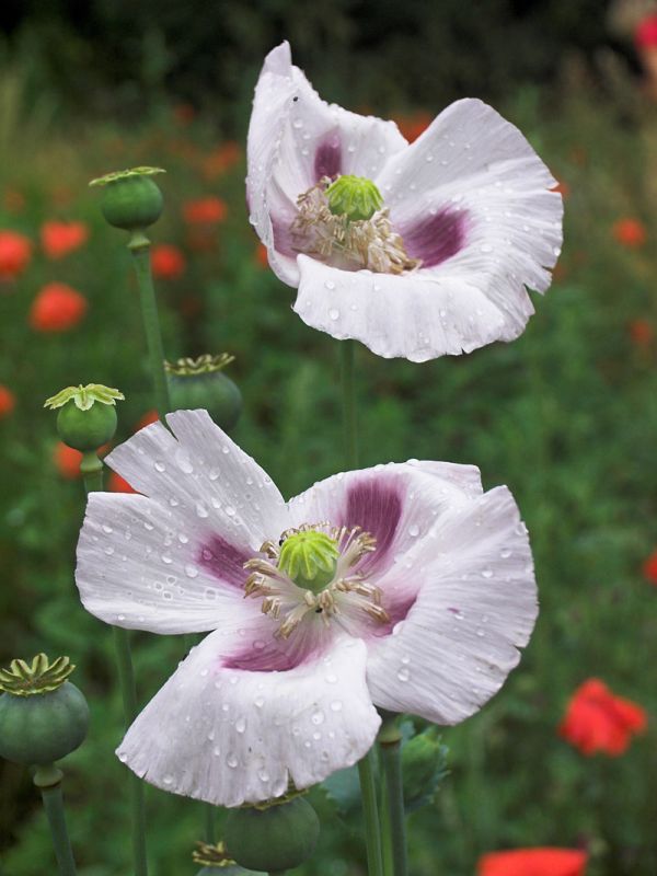 Pink poppies