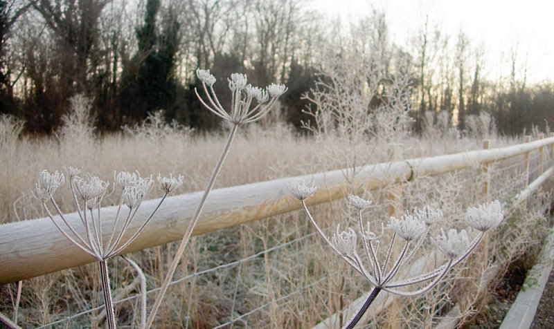 Frosty morning 2