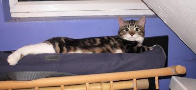Lounging
