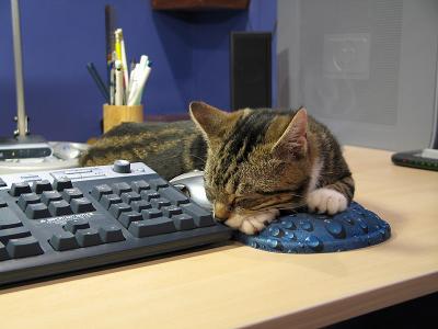 Sleepy cat 1