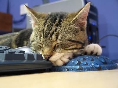 Sleepy cat 2