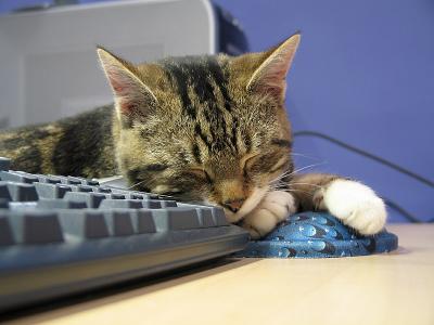 Sleepy cat 3